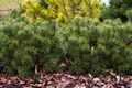 Pinus rhaetica Zieleniec IMG_9124 Sosna błotna